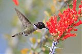 Costa's Hummingbirdborder=